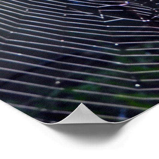 Spider Web Poster (Hoek)