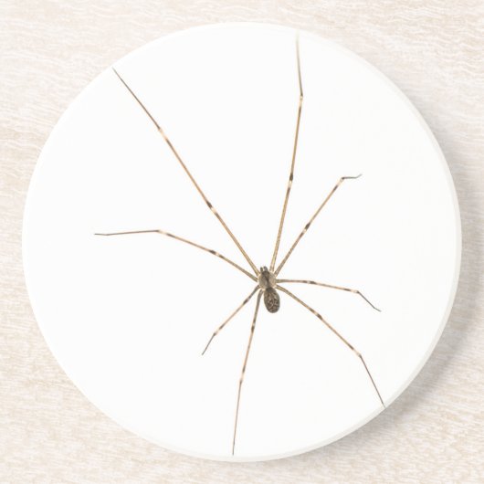 Spider Zandsteen Onderzetter (Voorkant)