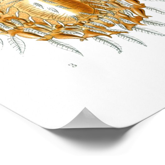 Spiders Arachnida Illustraties van Ernst Haeckel Poster (Hoek)