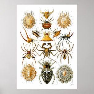 Spiders Arachnida Illustraties van Ernst Haeckel Poster