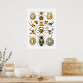 Spiders Arachnida Illustraties van Ernst Haeckel Poster (Keuken)