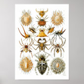 Spiders, Ernst Haeckel Fine Art Poster (Voorkant)