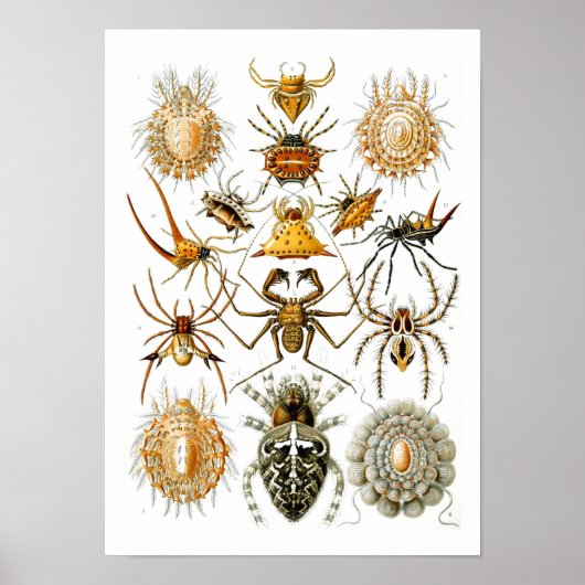 Spiders, Ernst Haeckel Fine Art Poster (Voorkant)