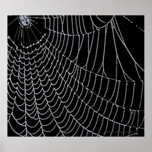 Spider's web   Afdrukken Poster