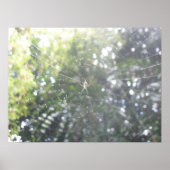 Spider's Web Poster (Voorkant)
