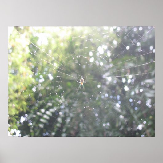 Spider's Web Poster (Voorkant)