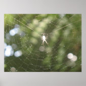 Spider's Web Poster (Voorkant)