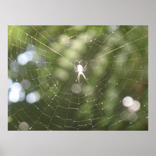 Spider's Web Poster (Voorkant)