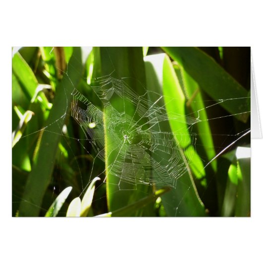 Spiderweb in de Natuur Tropische bladeren (Voorkant Horizontaal)