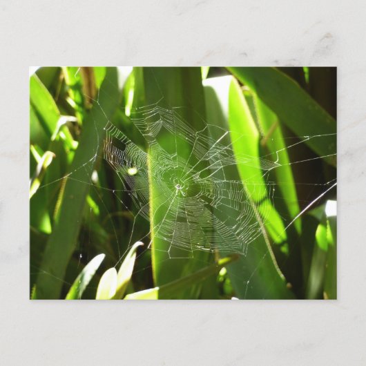 Spiderweb in de Natuur Tropische bladeren Briefkaart (Voorkant)