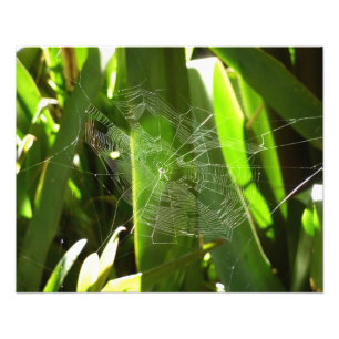 Spiderweb in de Natuur Tropische bladeren Foto Afdruk