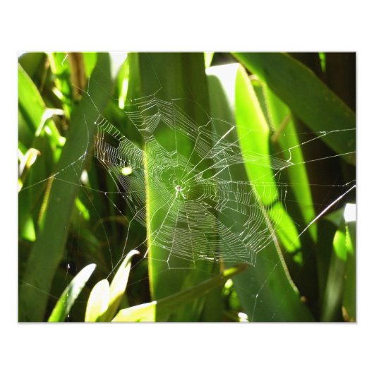 Spiderweb in de Natuur Tropische bladeren Foto Afdruk (Voorkant)