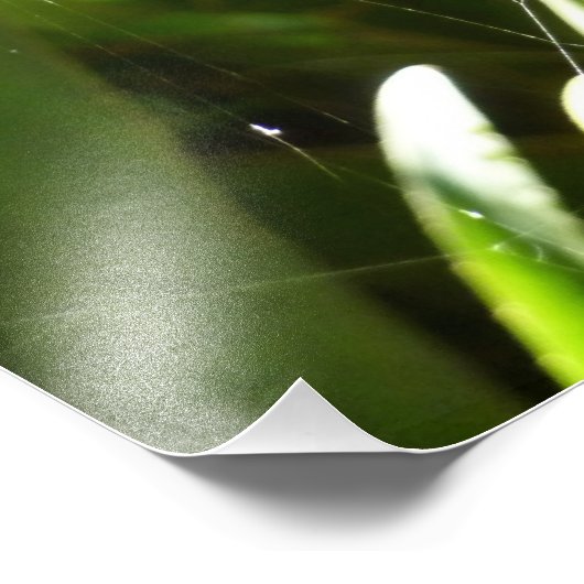 Spiderweb in de Natuur Tropische bladeren Foto Afdruk (Hoek)