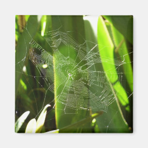 Spiderweb in de Natuur Tropische bladeren Magneet