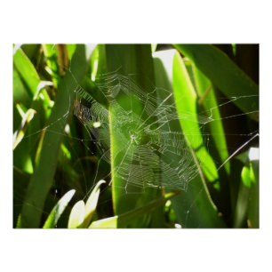 Spiderweb in de Natuur Tropische bladeren Perfect Poster