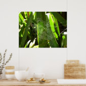 Spiderweb in de Natuur Tropische bladeren Poster (Keuken)