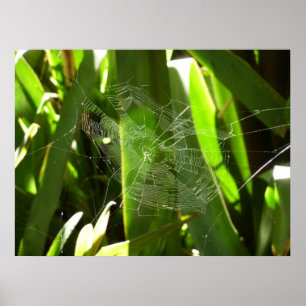 Spiderweb in de Natuur Tropische bladeren Poster