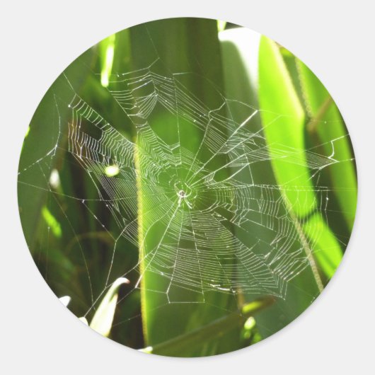 Spiderweb in de Natuur Tropische bladeren Ronde Sticker (Voorkant)