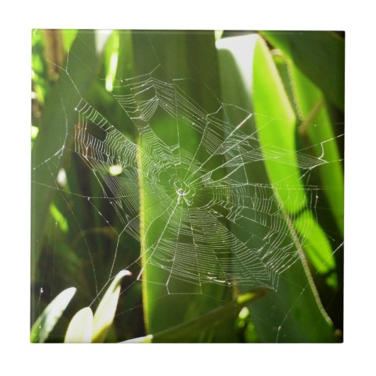 Spiderweb in de Natuur Tropische bladeren Tegeltje (Voorkant)