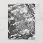 Spiderweb in Long Grass Briefkaart (Voorkant)