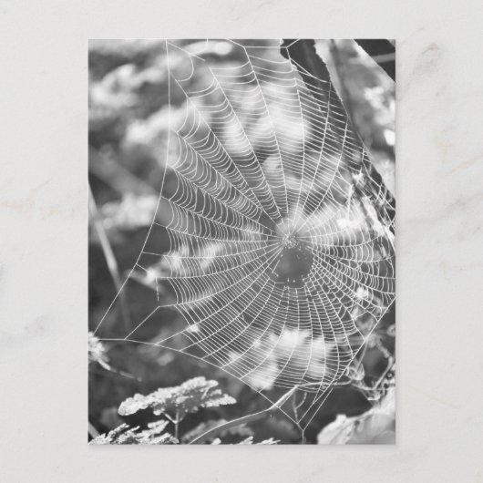 Spiderweb in Long Grass Briefkaart (Voorkant)
