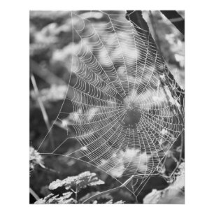 Spiderweb in Long Grass Perfect Poster