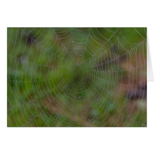 Spiderweb met druppeltjes (Voorkant Horizontaal)