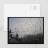 Spiderweb Post Card Briefkaart (Voorkant / Achterkant)