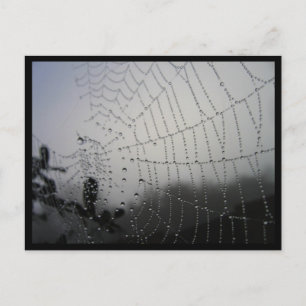 Spiderweb Post Card Briefkaart