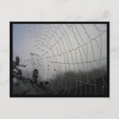 Spiderweb Post Card Briefkaart (Voorkant)