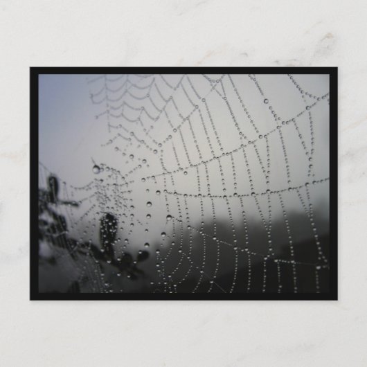 Spiderweb Post Card Briefkaart (Voorkant)