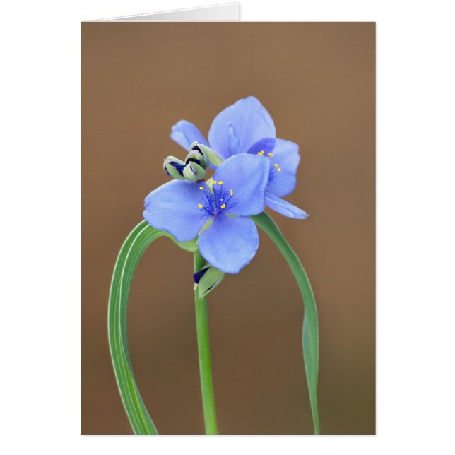 Spiderwort Blossom Closeup (Voorkant)