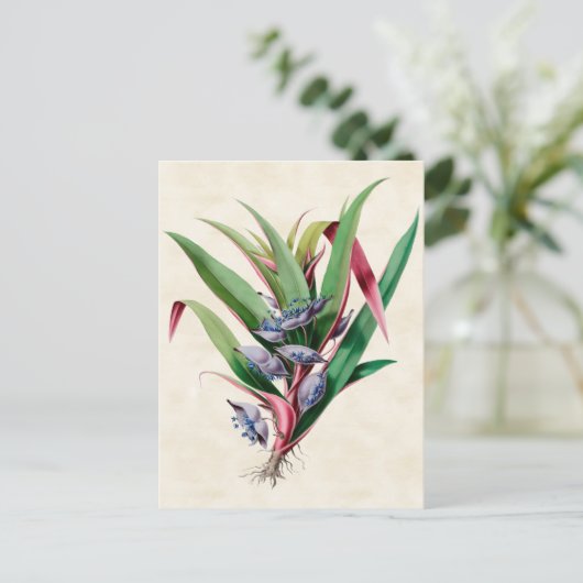 Spiderwort Botanisch Briefkaart (Staand voorkant)