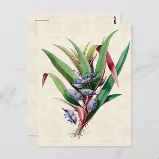 Spiderwort  Botanisch Briefkaart (Voorkant / Achterkant)