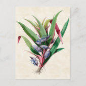 Spiderwort  Botanisch Briefkaart (Voorkant)