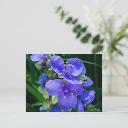 Spiderwort Plant Closeup in Full Bloom Briefkaart (Staand voorkant)