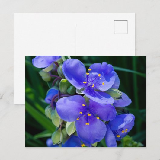 Spiderwort Plant Closeup in Full Bloom Briefkaart (Voorkant / Achterkant)