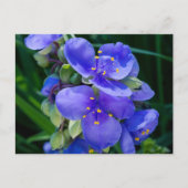 Spiderwort Plant Closeup in Full Bloom Briefkaart (Voorkant)