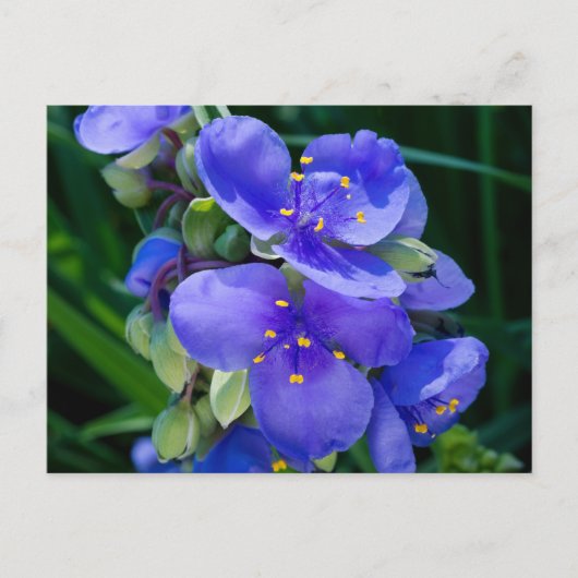 Spiderwort Plant Closeup in Full Bloom Briefkaart (Voorkant)