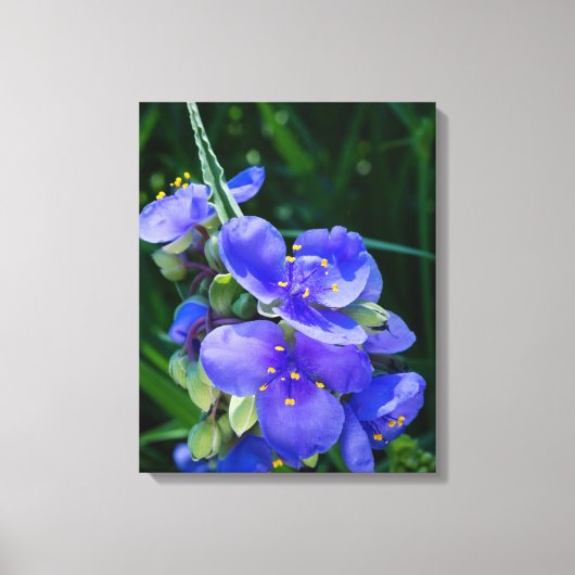 Spiderwort Plant Closeup in Full Bloom Canvas Afdruk (Voorkant)