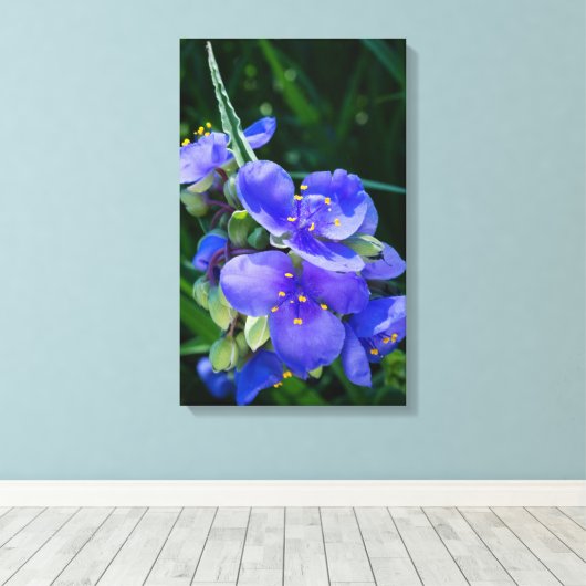 Spiderwort Plant Closeup in Full Bloom Canvas Afdruk (Insitu (Houten vloer))