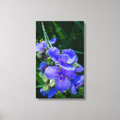 Spiderwort Plant Closeup in Full Bloom Canvas Afdruk (Voorkant)