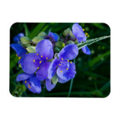 Spiderwort Plant Closeup in Full Bloom Magneet (Horizontaal)