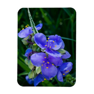Spiderwort Plant Closeup in Full Bloom Magneet