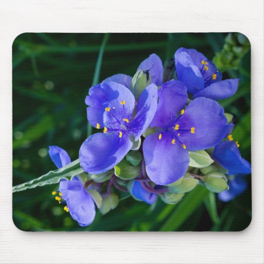 Spiderwort Plant Closeup in Full Bloom Muismat (Voorkant)