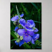 Spiderwort Plant Closeup in Full Bloom Poster (Voorkant)