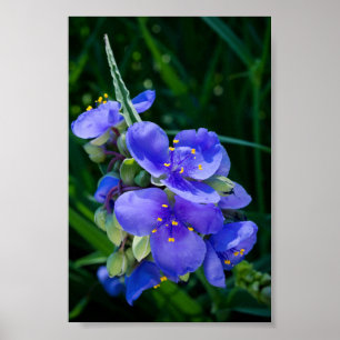 Spiderwort Plant Closeup in Full Bloom Poster