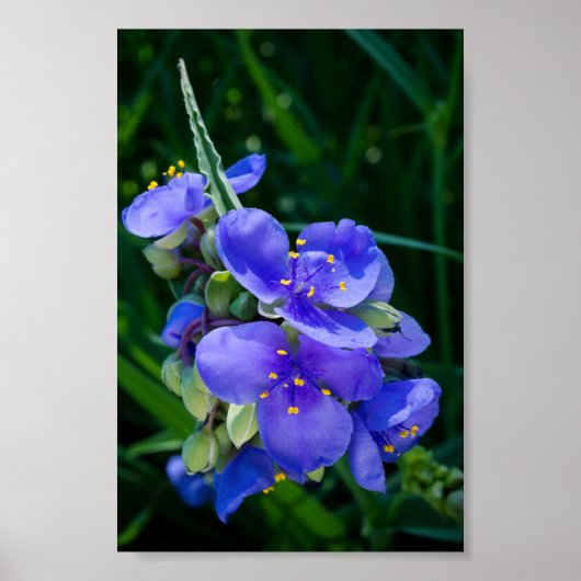 Spiderwort Plant Closeup in Full Bloom Poster (Voorkant)