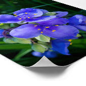 Spiderwort Plant Closeup in Full Bloom Poster (Hoek)