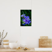 Spiderwort Plant Closeup in Full Bloom Poster (Keuken)